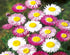 Acroclinium flower seeds